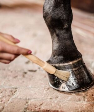 مالش روغن سم در میخ نعل بندی