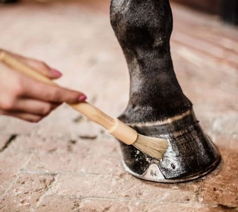 مالش روغن سم در میخ نعل بندی